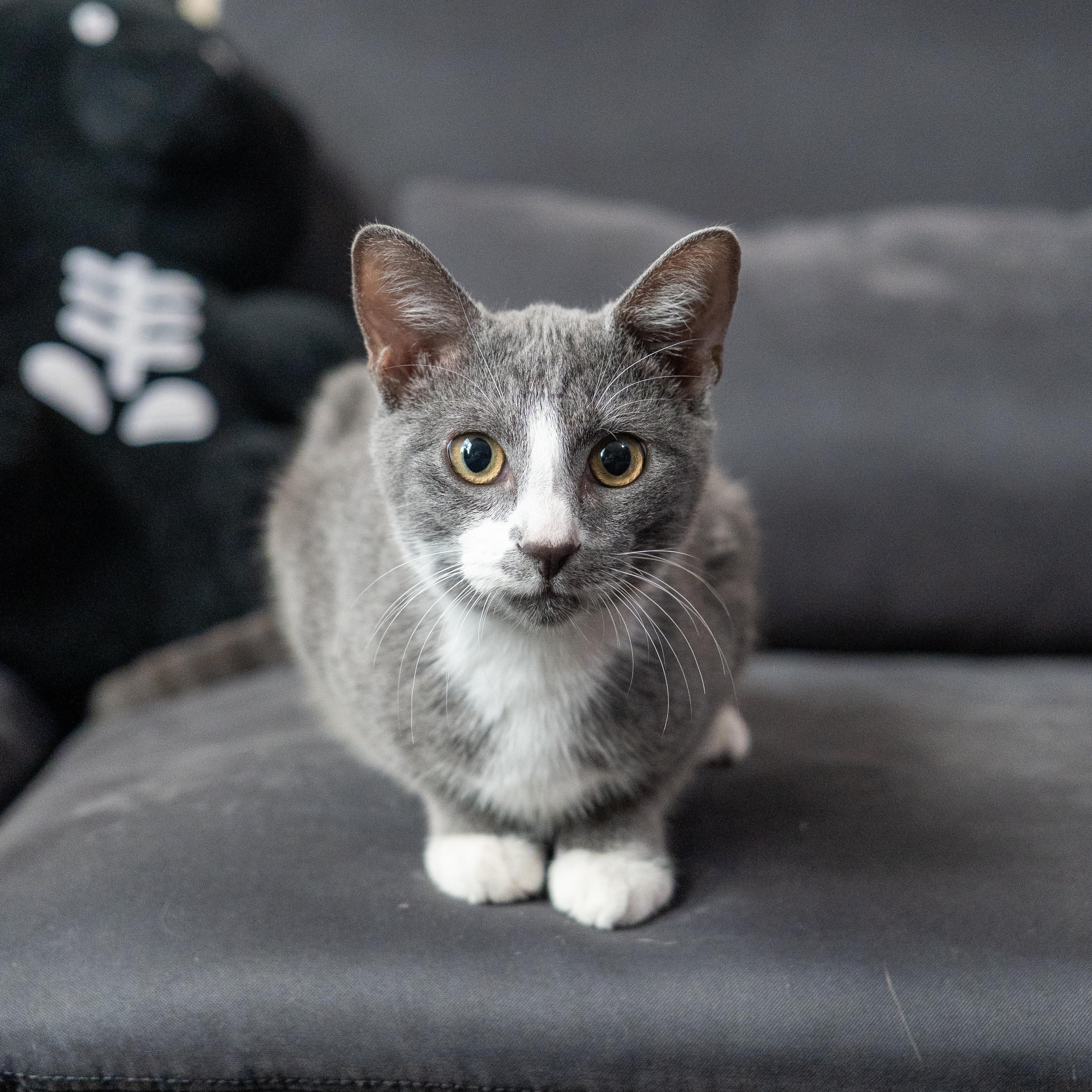 Marge, ADOPTABLE, Young Female Domestic Short Hair.