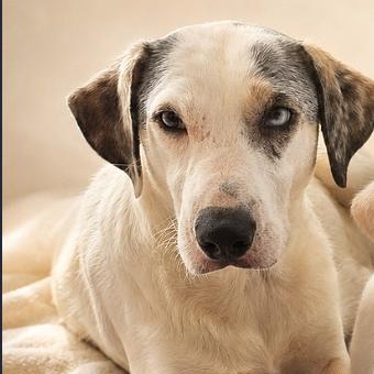 Enlarge BonBon, a Adoptable mixed breed in Boca Raton, FL image 2/2