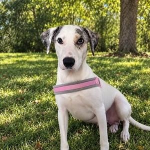 Enlarge BonBon, a Adoptable mixed breed in Boca Raton, FL image 1/2