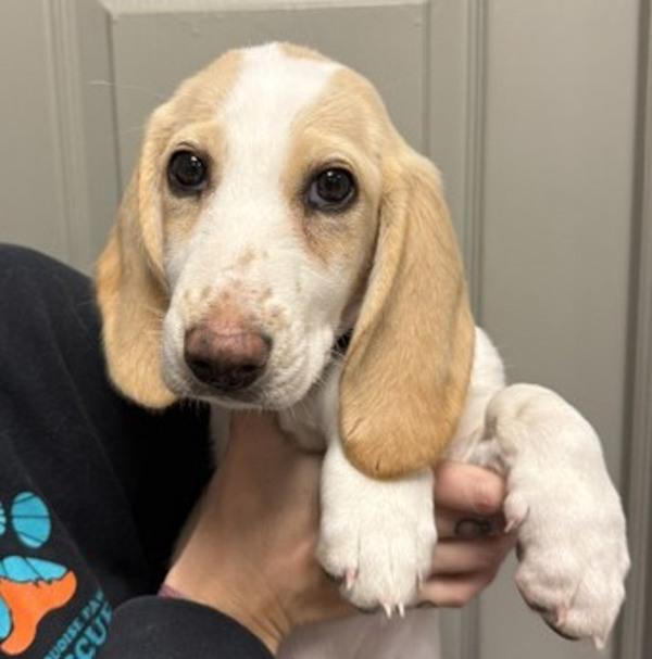 Enlarge Maeve, a Adoptable mixed breed in Littleton, CO image 1/1