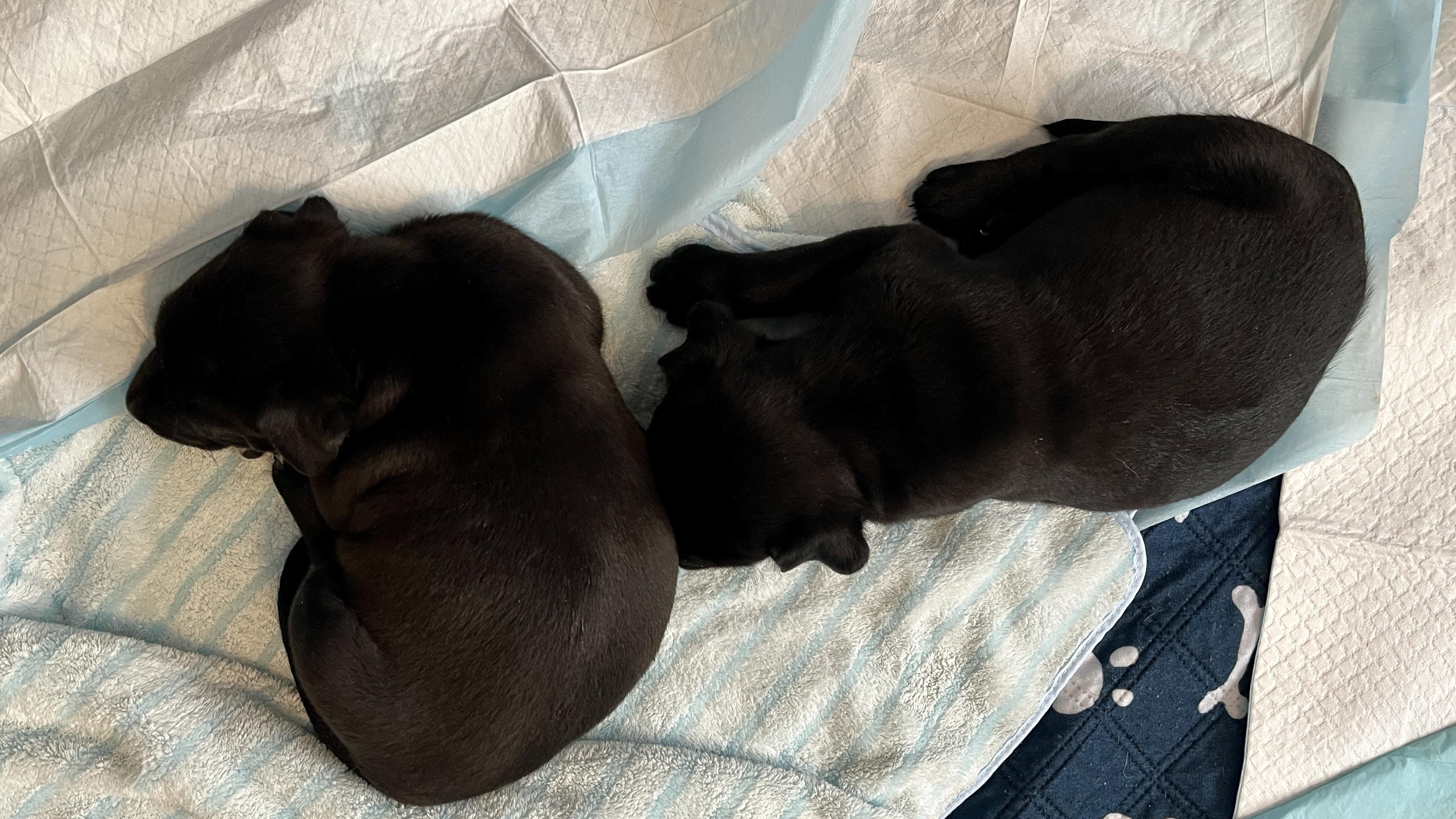 Enlarge Tilly fka Gloria Delta pup, a Adoptable mixed breed in Jerome, ID image 1/6