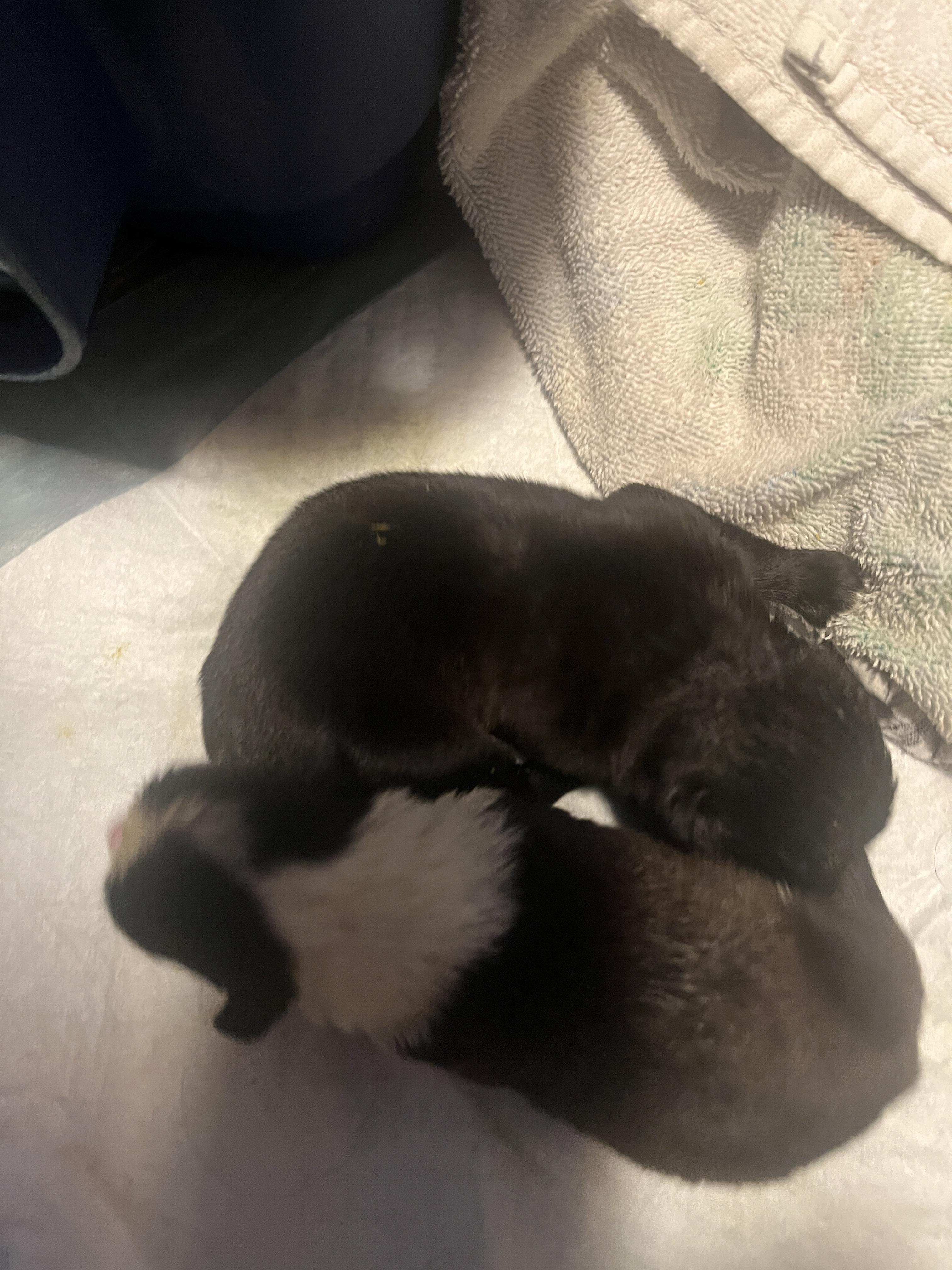 Delta pup 3, Adoptable, Puppy Female Pit Bull Terrier & Boxer.