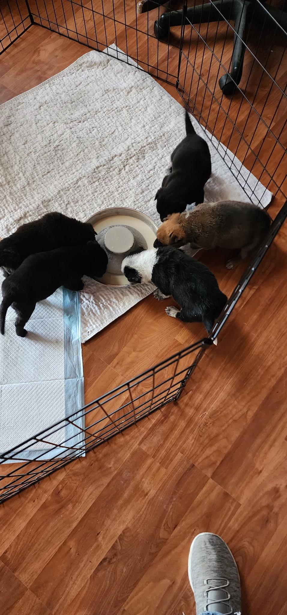 Enlarge Tilly fka Gloria Delta pup, a Adoptable mixed breed in Jerome, ID image 4/6