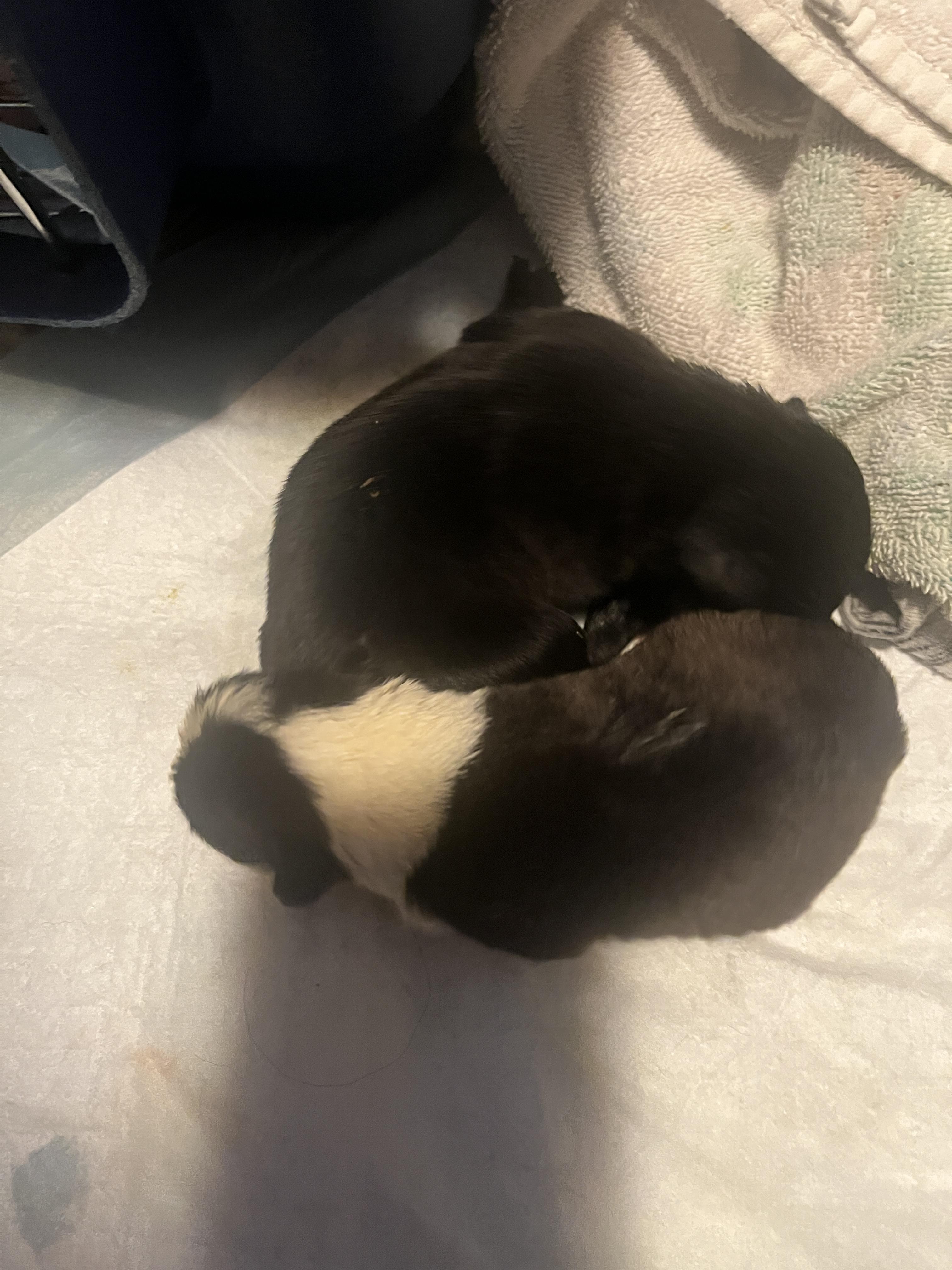 Enlarge Tilly fka Gloria Delta pup, a Adoptable mixed breed in Jerome, ID image 5/6