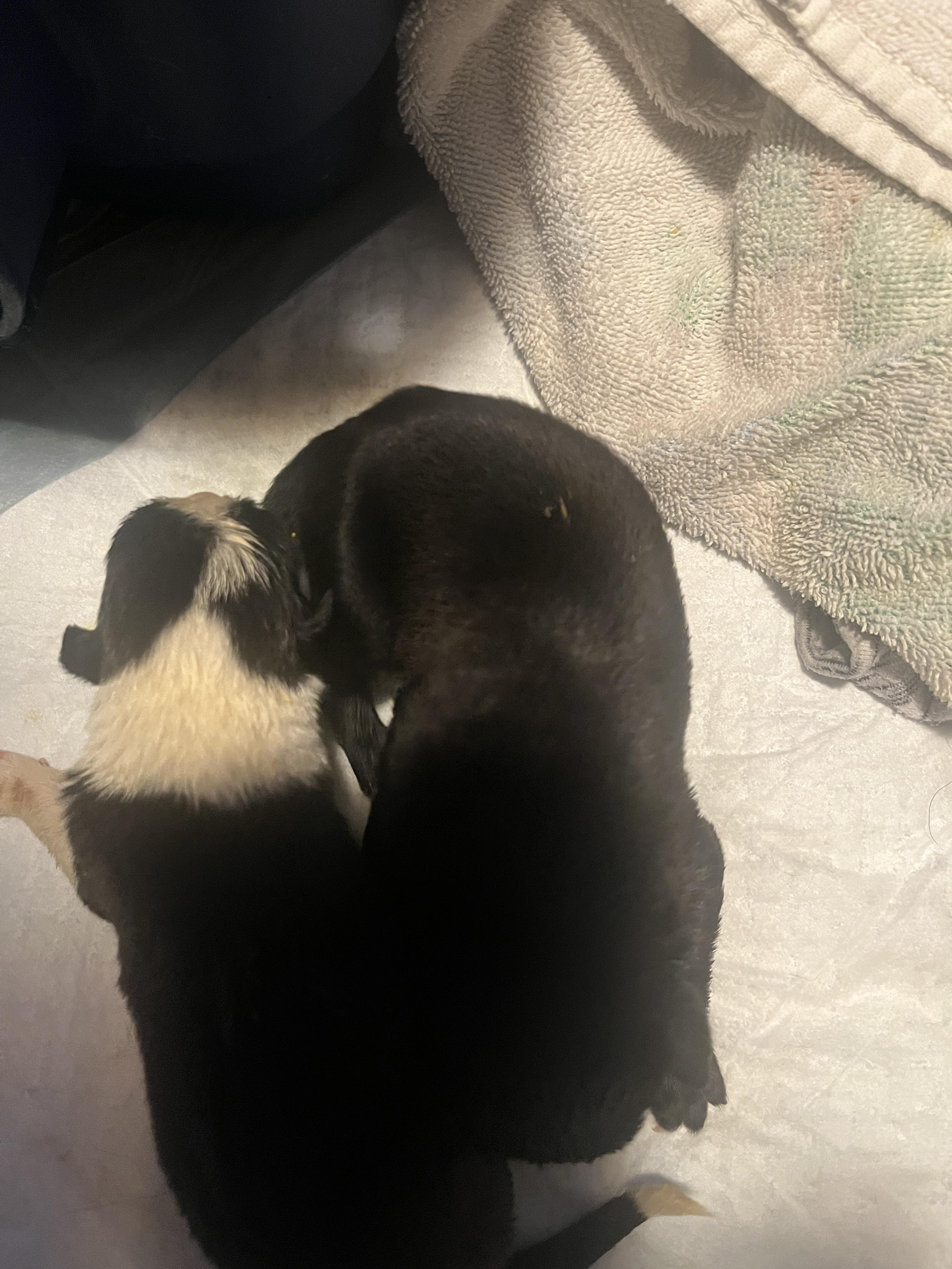 Enlarge Tilly fka Gloria Delta pup, a Adoptable mixed breed in Jerome, ID image 6/6