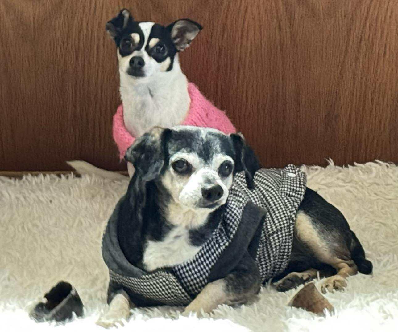 Norman, a Adopted Chihuahua in La Verne, CA image 1/3