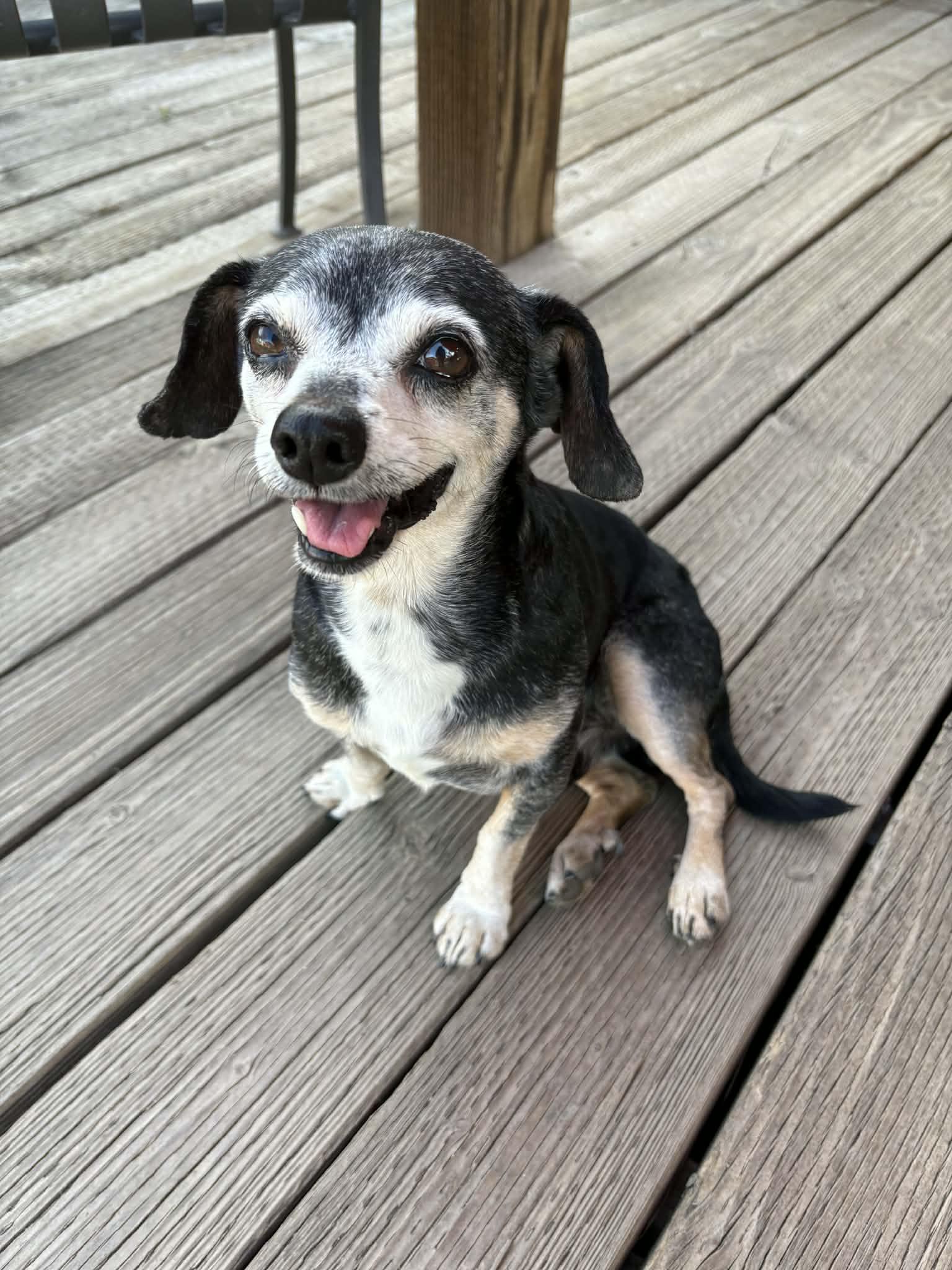 Norman, a Adopted Chihuahua in La Verne, CA image 2/3