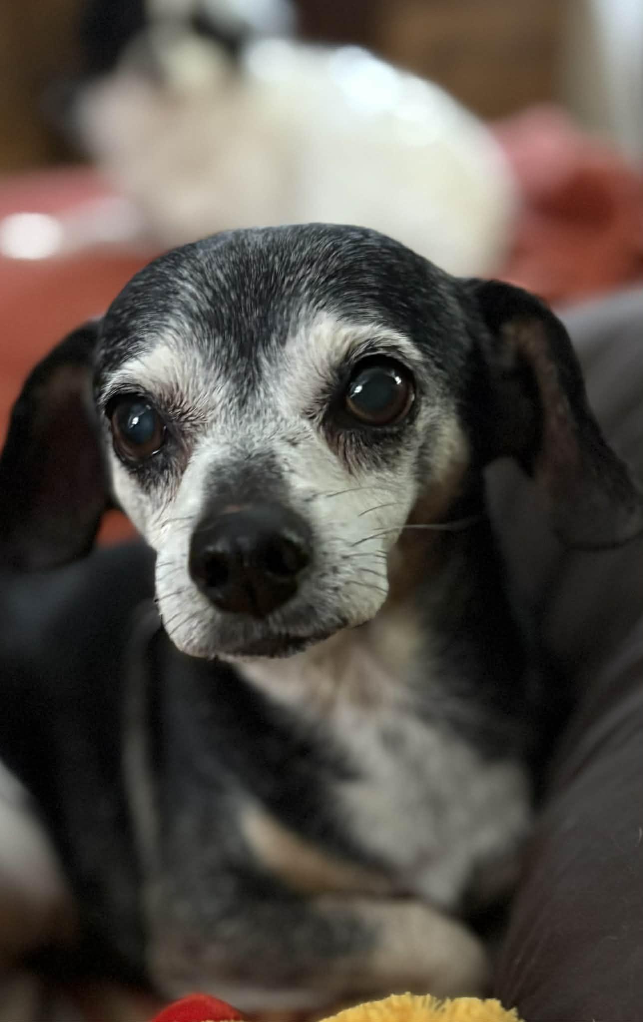 Norman, a Adopted Chihuahua in La Verne, CA image 3/3
