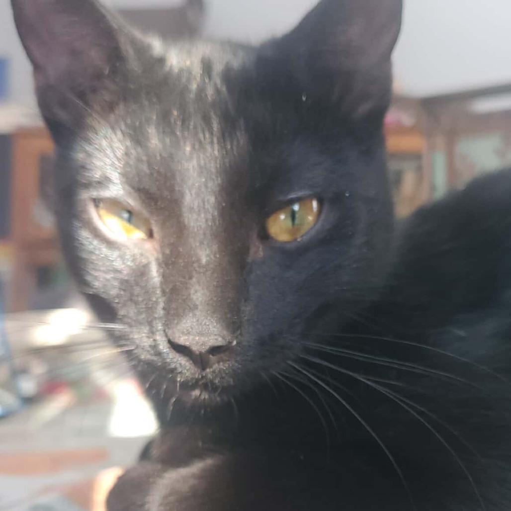 Enlarge Paladin Danse, a Adoptable Domestic Short Hair in Rochester, MN image 5/6
