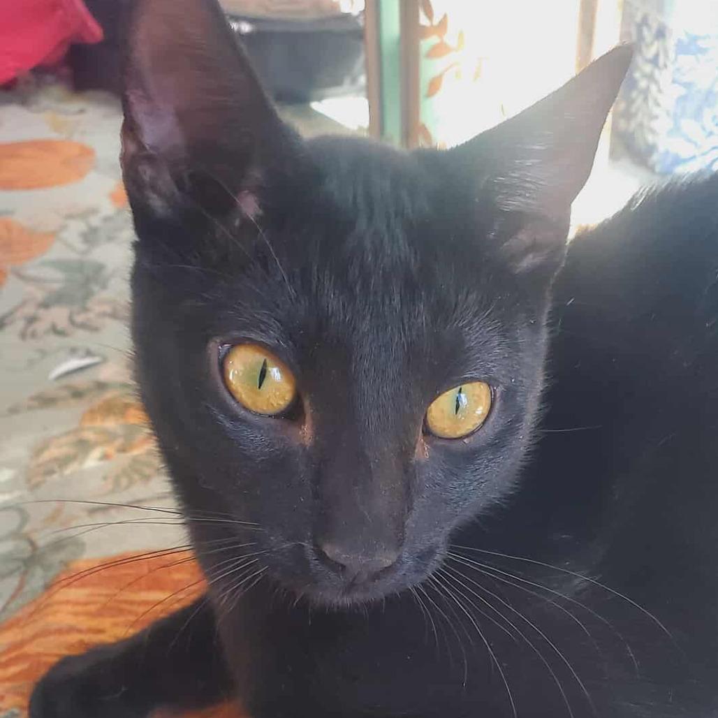 Enlarge Paladin Danse, a Adoptable Domestic Short Hair in Rochester, MN image 6/6