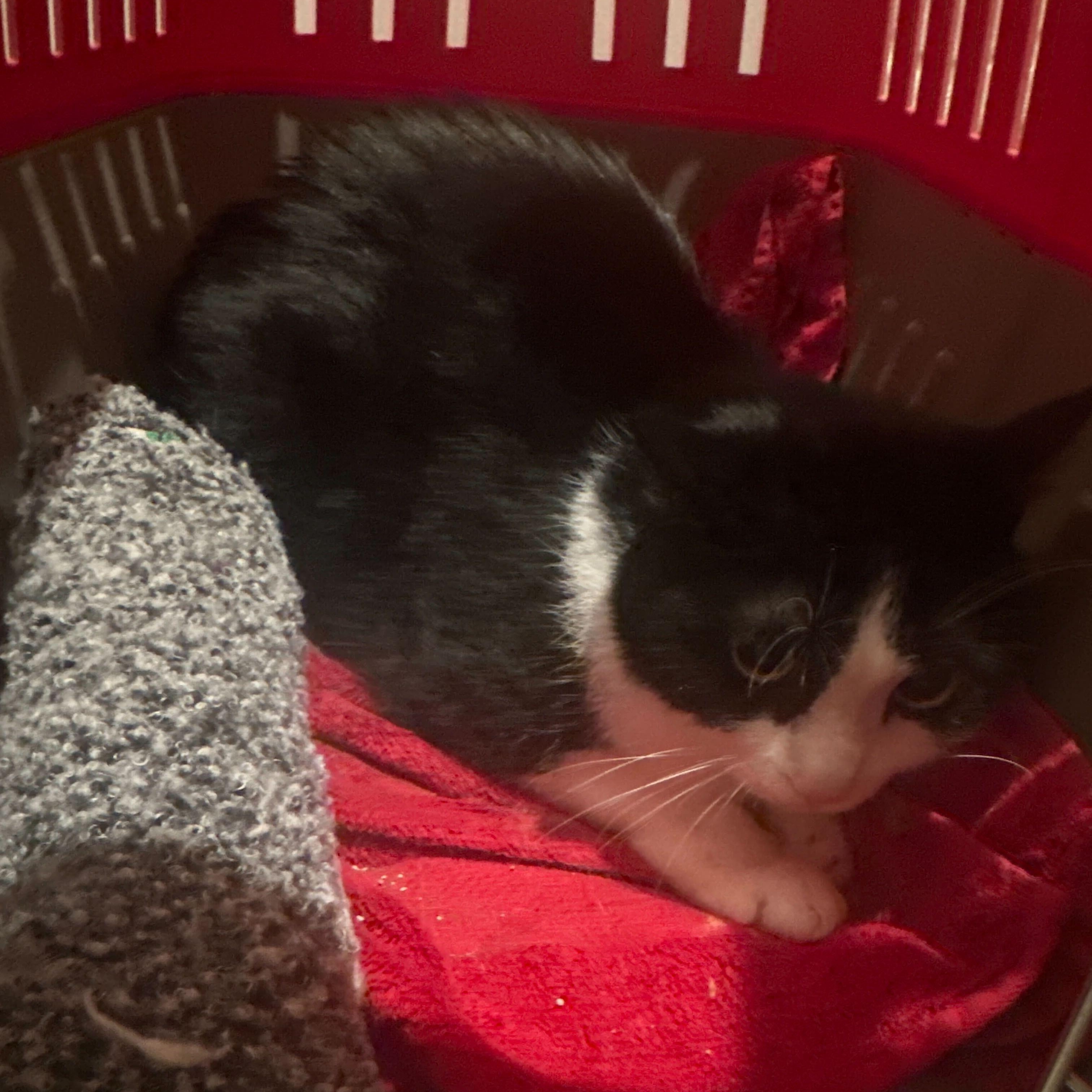 Enlarge Poly, a Adoptable Domestic Short Hair in Waltham, MA image 2/4