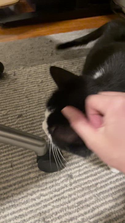 Enlarge Poly, a Adoptable Domestic Short Hair in Waltham, MA video 3/4