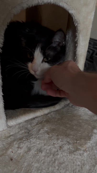 Enlarge Poly, a Adoptable Domestic Short Hair in Waltham, MA video 4/4