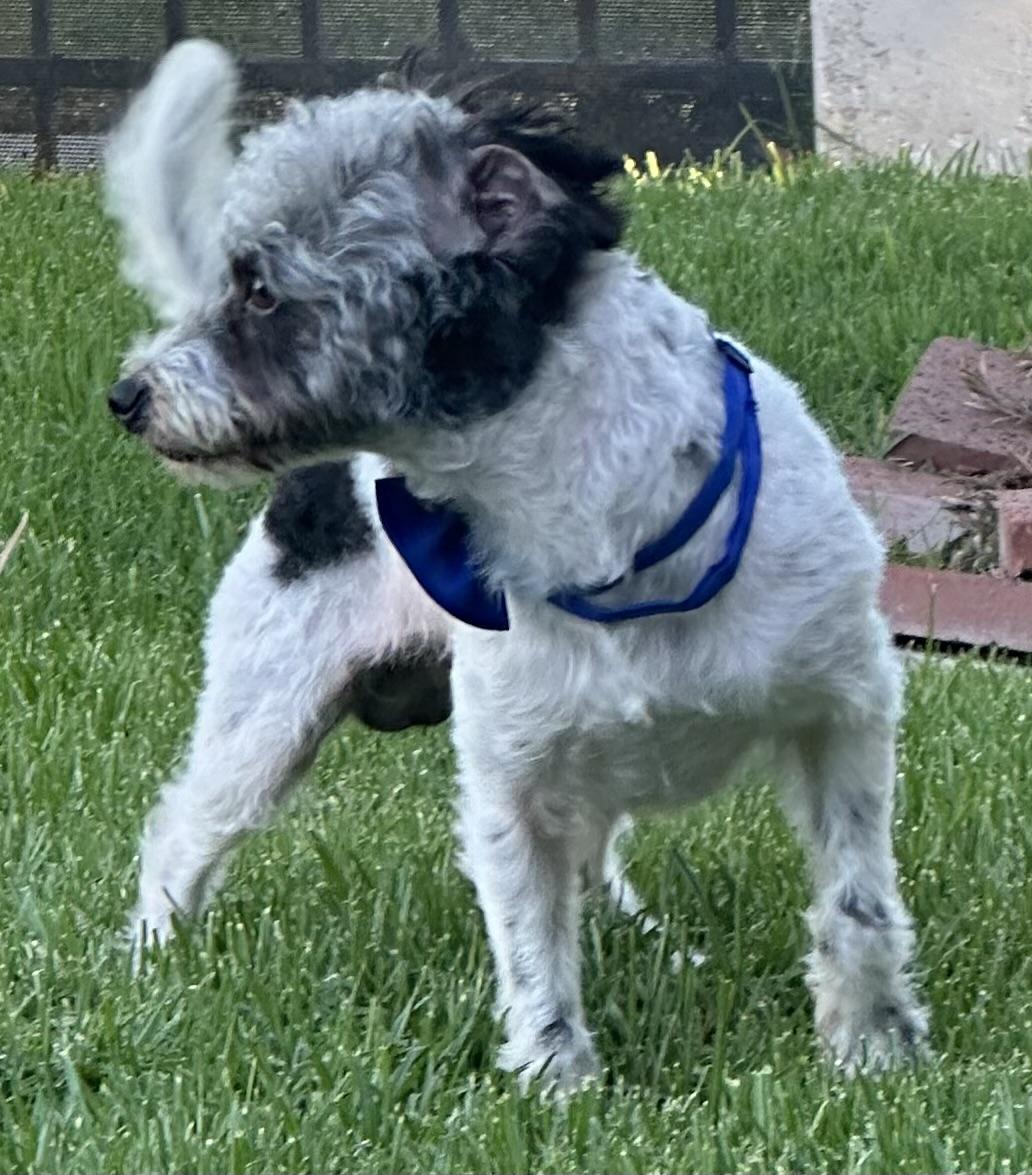 Enlarge ARCHIE, a ADOPTABLE mixed breed in Bell Gardens, CA image 2/6