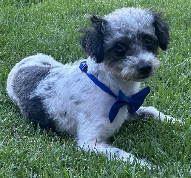 Enlarge ARCHIE, a ADOPTABLE mixed breed in Bell Gardens, CA image 1/6