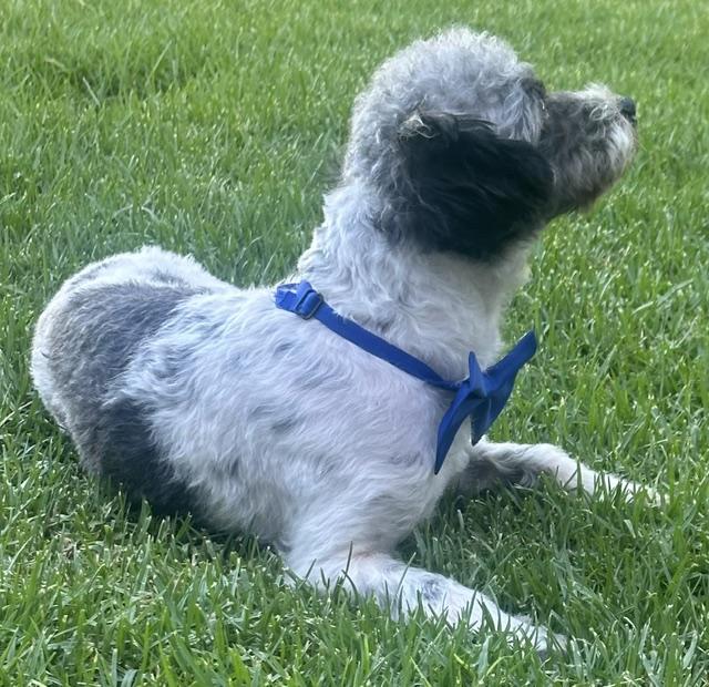 Enlarge ARCHIE, a ADOPTABLE mixed breed in Bell Gardens, CA image 5/6