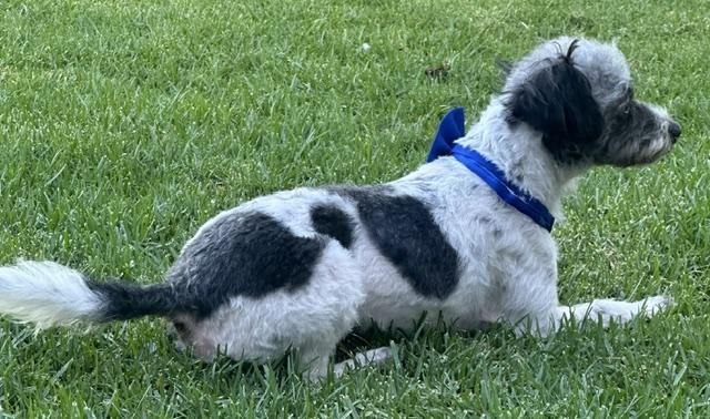 Enlarge ARCHIE, a ADOPTABLE mixed breed in Bell Gardens, CA image 4/6