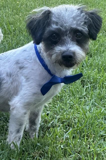 Enlarge ARCHIE, a ADOPTABLE mixed breed in Bell Gardens, CA image 6/6