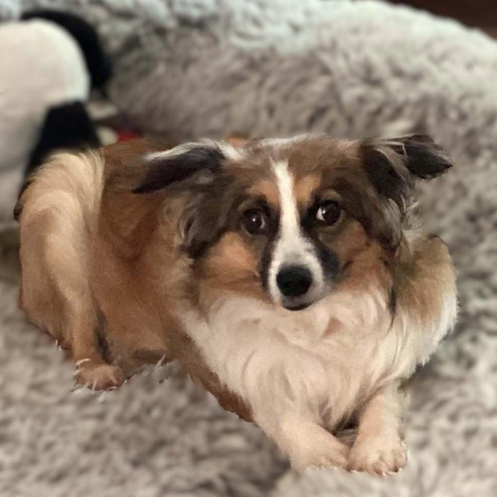 Enlarge Bryce, a Adoptable Australian Shepherd in Fargo, ND image 1/3