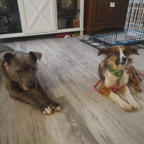 Enlarge Bryce, a Adoptable Australian Shepherd in Fargo, ND image 2/3