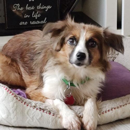 Enlarge Bryce, a Adoptable Australian Shepherd in Fargo, ND image 3/3