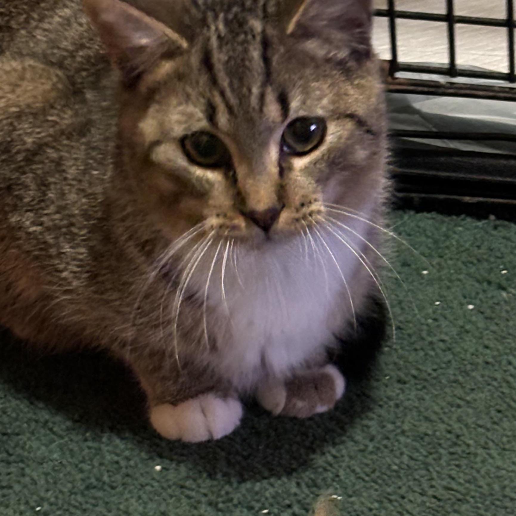 Enlarge Stanley, an adopted Domestic Short Hair in Garden City, MI image 3/3