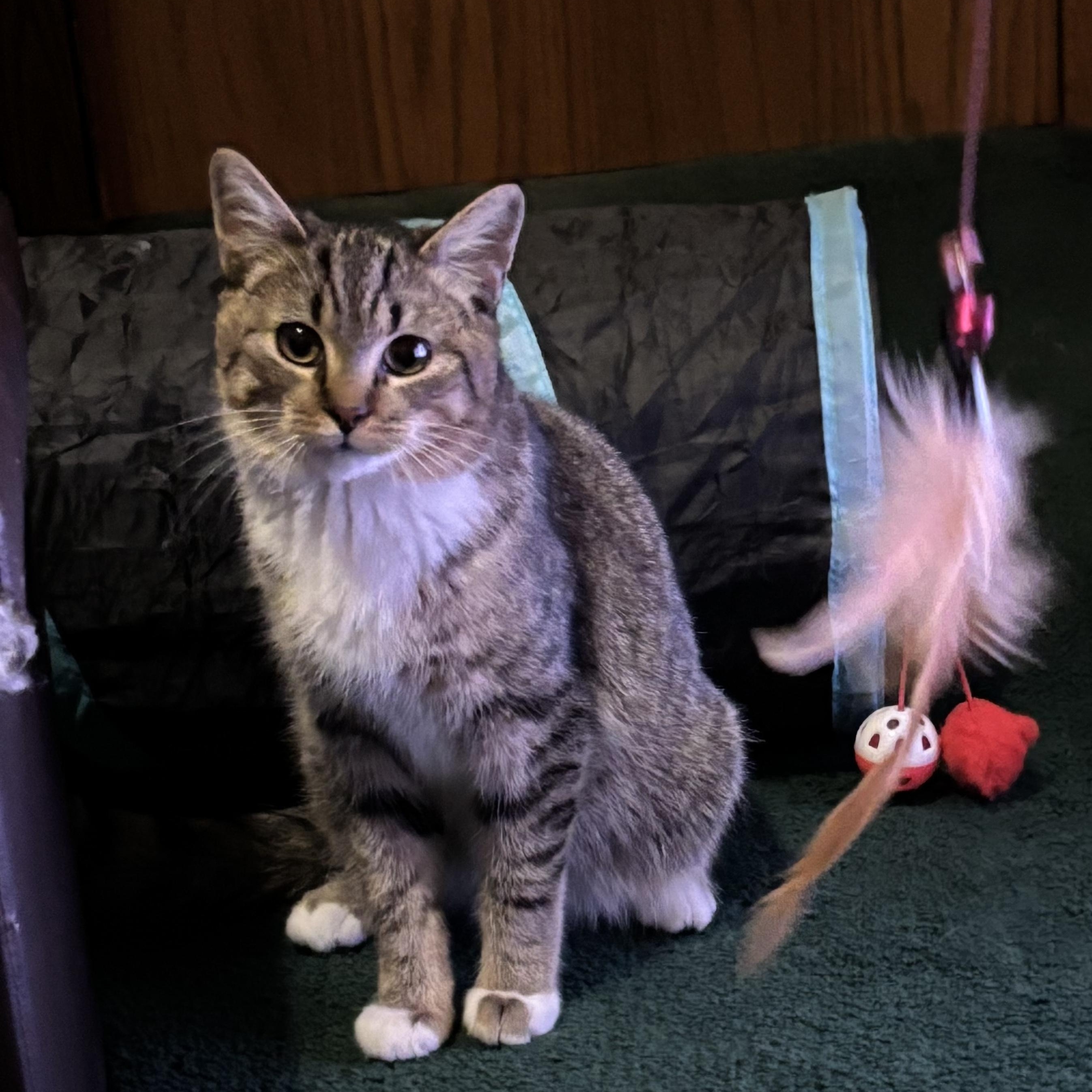 Stanley, adopted, Young Male Domestic Short Hair.