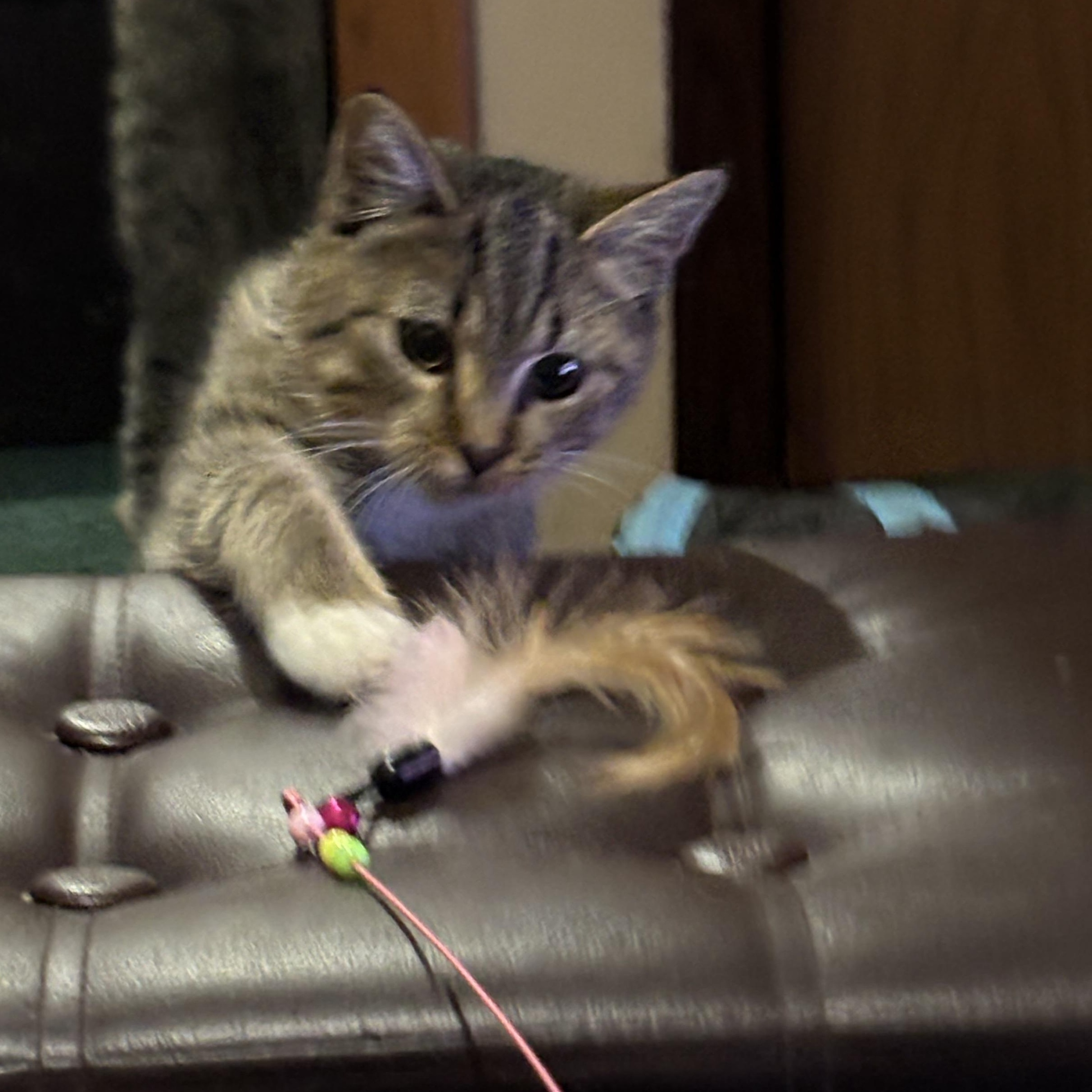 Enlarge Stanley, an adopted Domestic Short Hair in Garden City, MI image 2/3