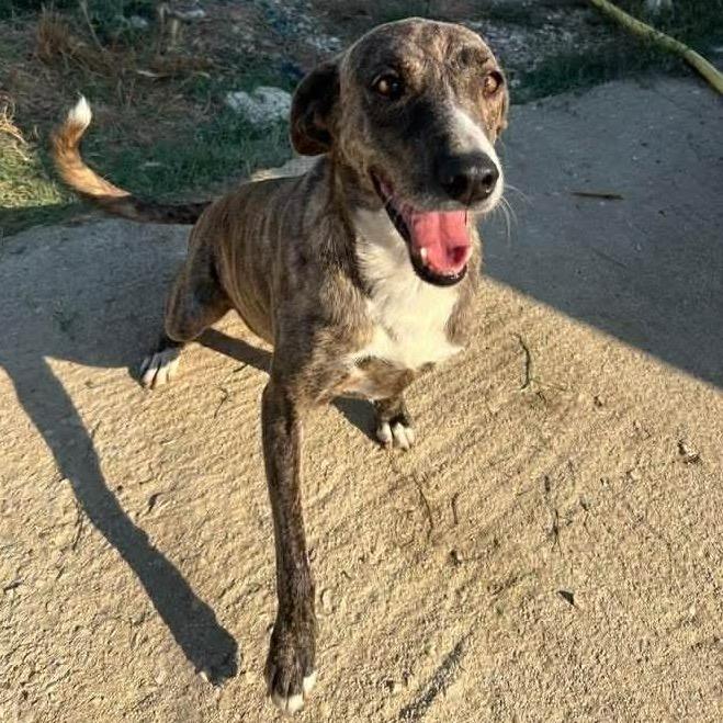 Sara, Adoptable, Adult Female Whippet.