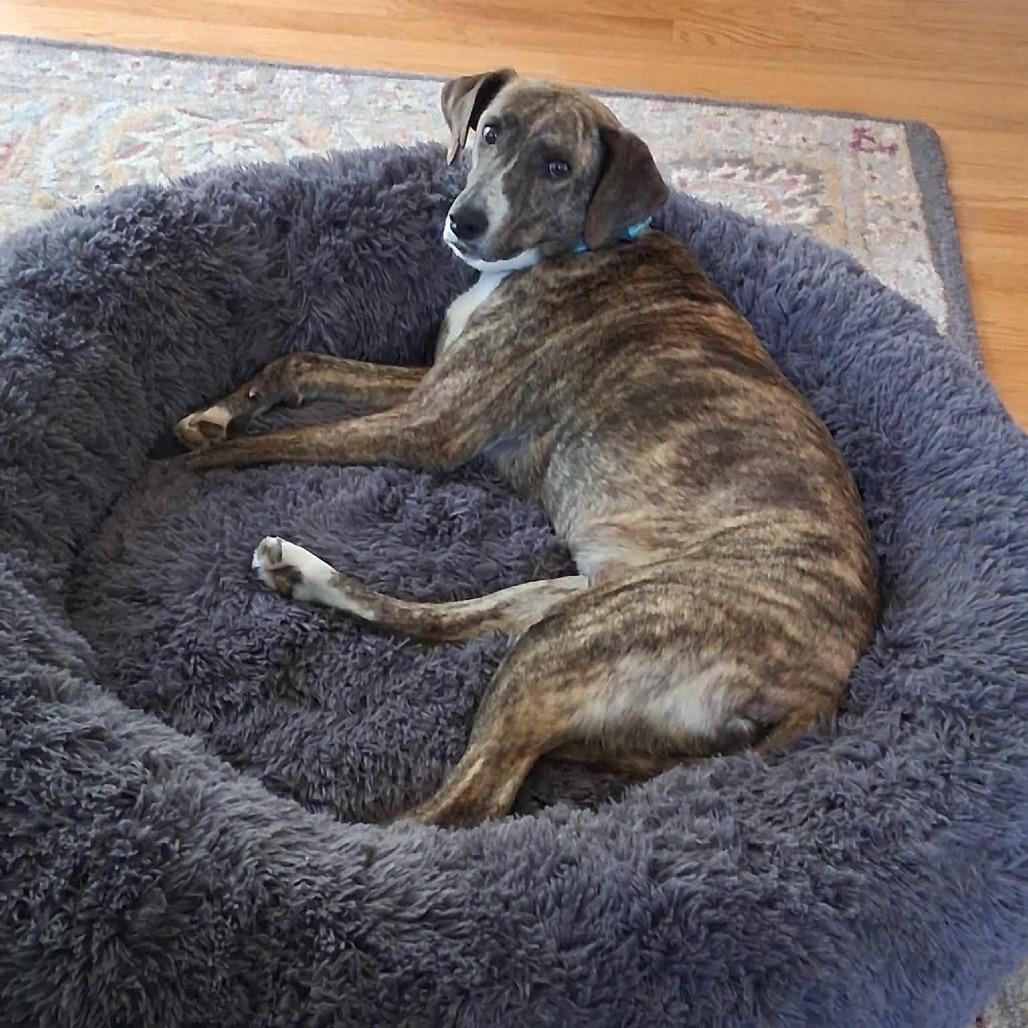Enlarge Sara, a Adoptable mixed breed in Phoenix, MD image 3/5