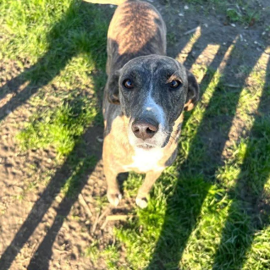 Enlarge Sara, a Adoptable mixed breed in Phoenix, MD image 2/2