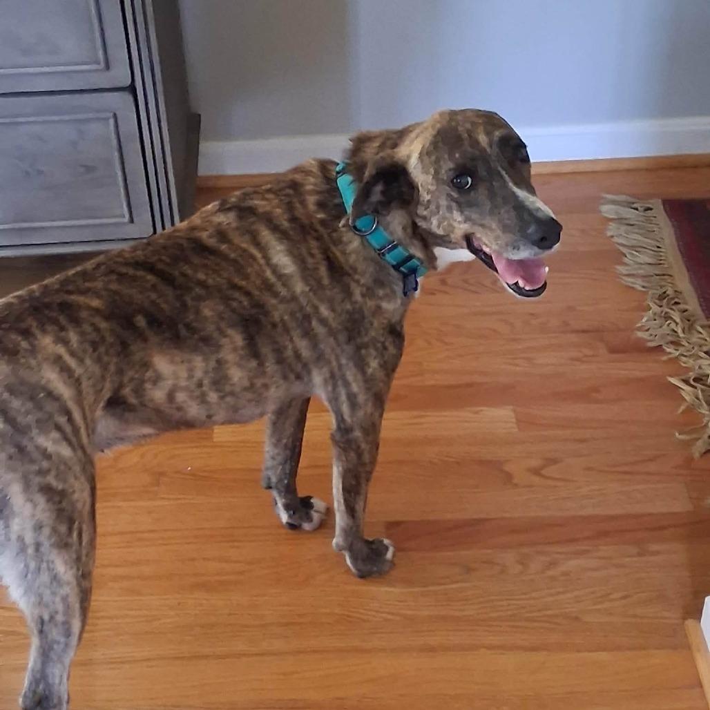 Enlarge Sara, a Adoptable mixed breed in Phoenix, MD image 5/5