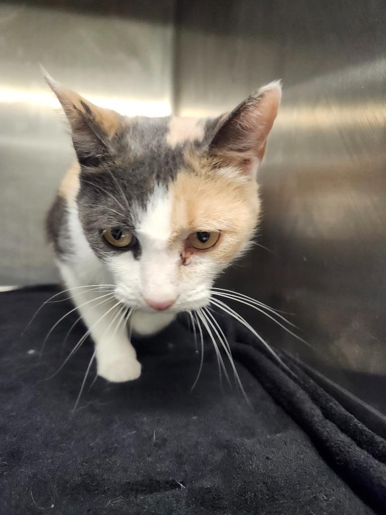 LIZZIE M AKA GUMMY BEAR, Adoptable, Adult Female Domestic Short Hair.