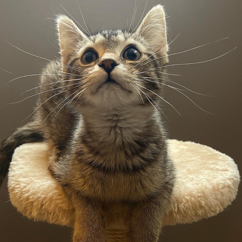 Enlarge Stanley- Bonded/Sibling To Stewy, a Adoptable Tabby in Andover, MN image 4/4