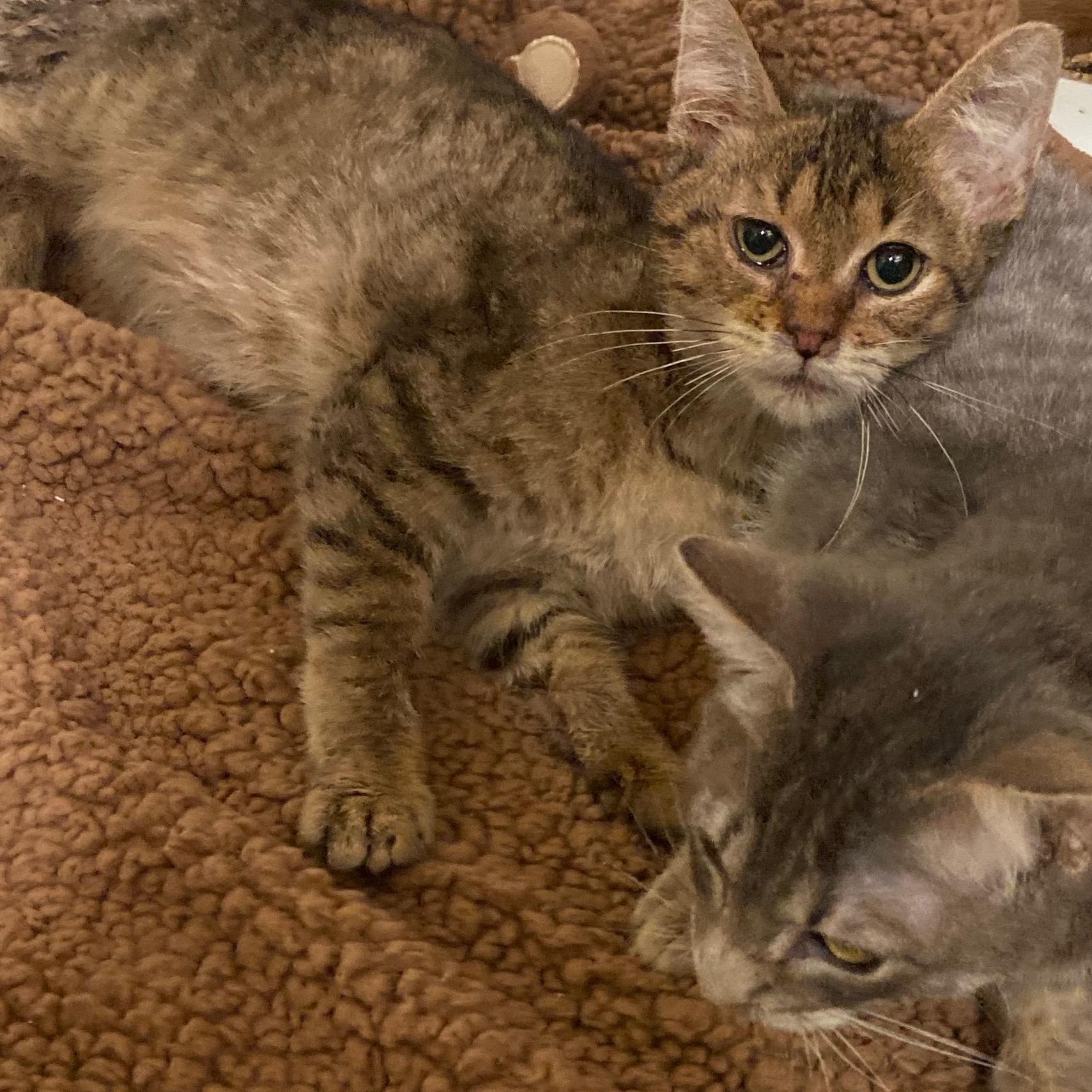 Enlarge Stanley- Bonded/Sibling To Stewy, a Adoptable Tabby in Andover, MN image 2/4