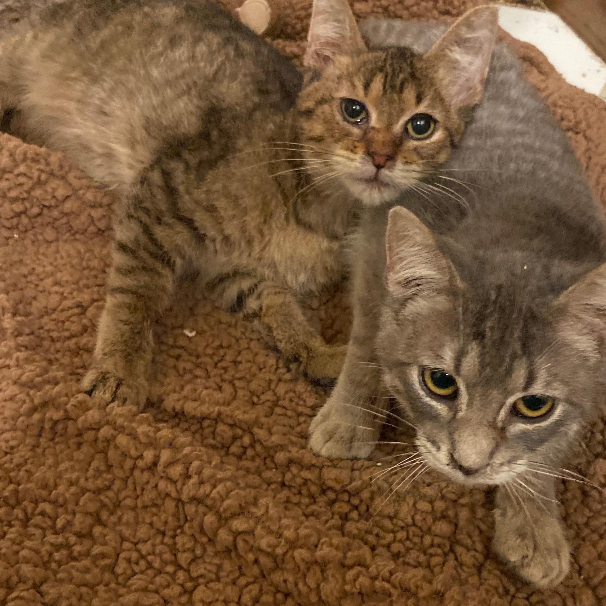 Enlarge Stanley- Bonded/Sibling To Stewy, a Adoptable Tabby in Andover, MN image 3/4