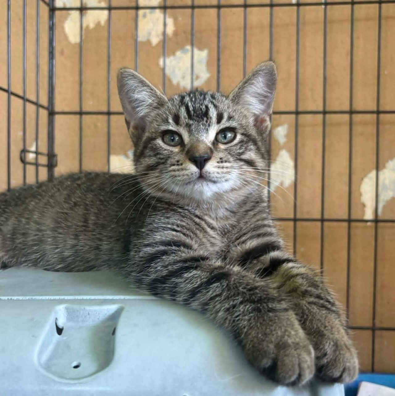 Enlarge Jack, an adoption pending mixed breed in Ridgefield, CT image 1/1