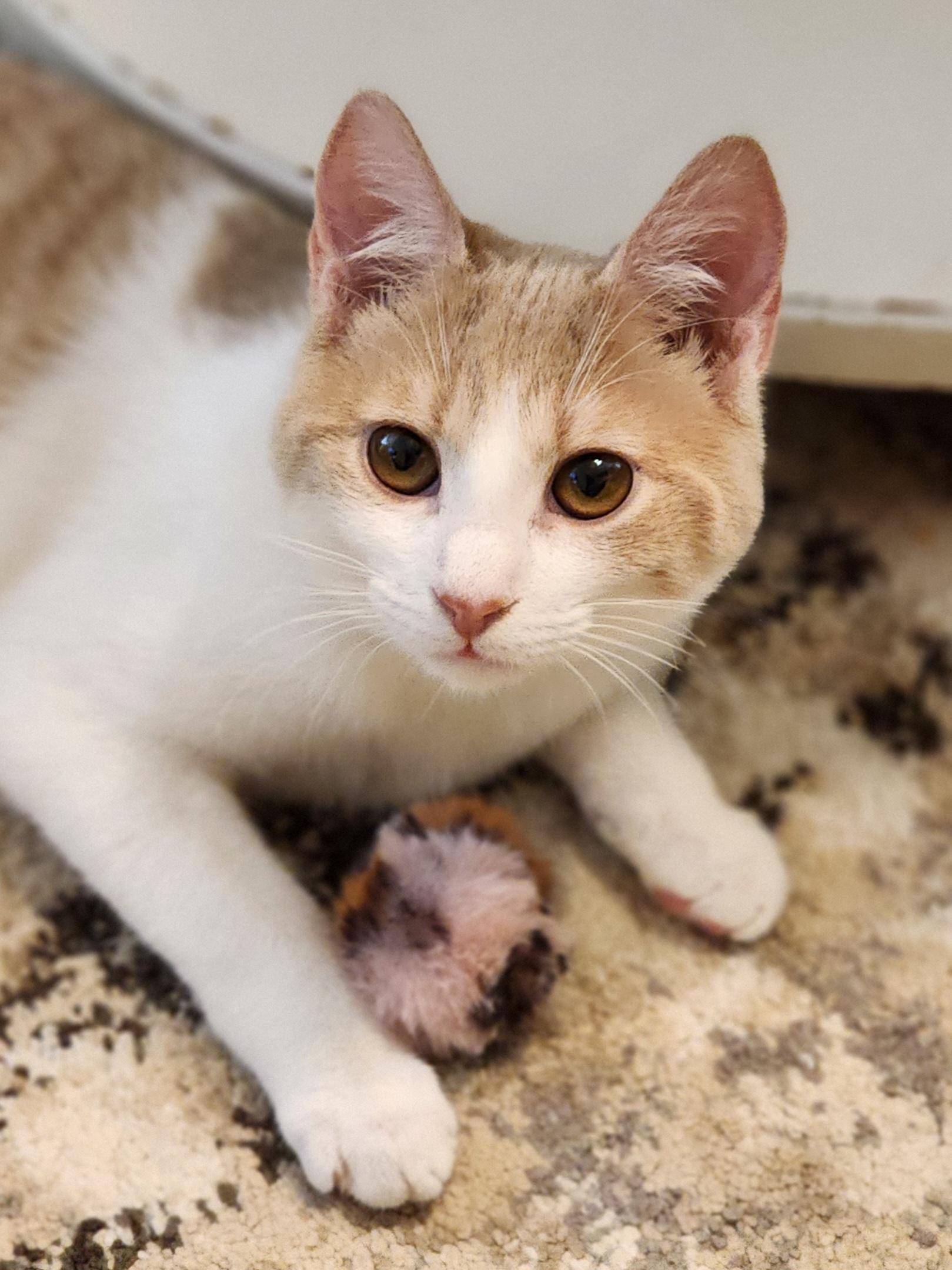 Enlarge Chili Dawg, a Adoptable Domestic Short Hair in Bristol, TN image 1/6