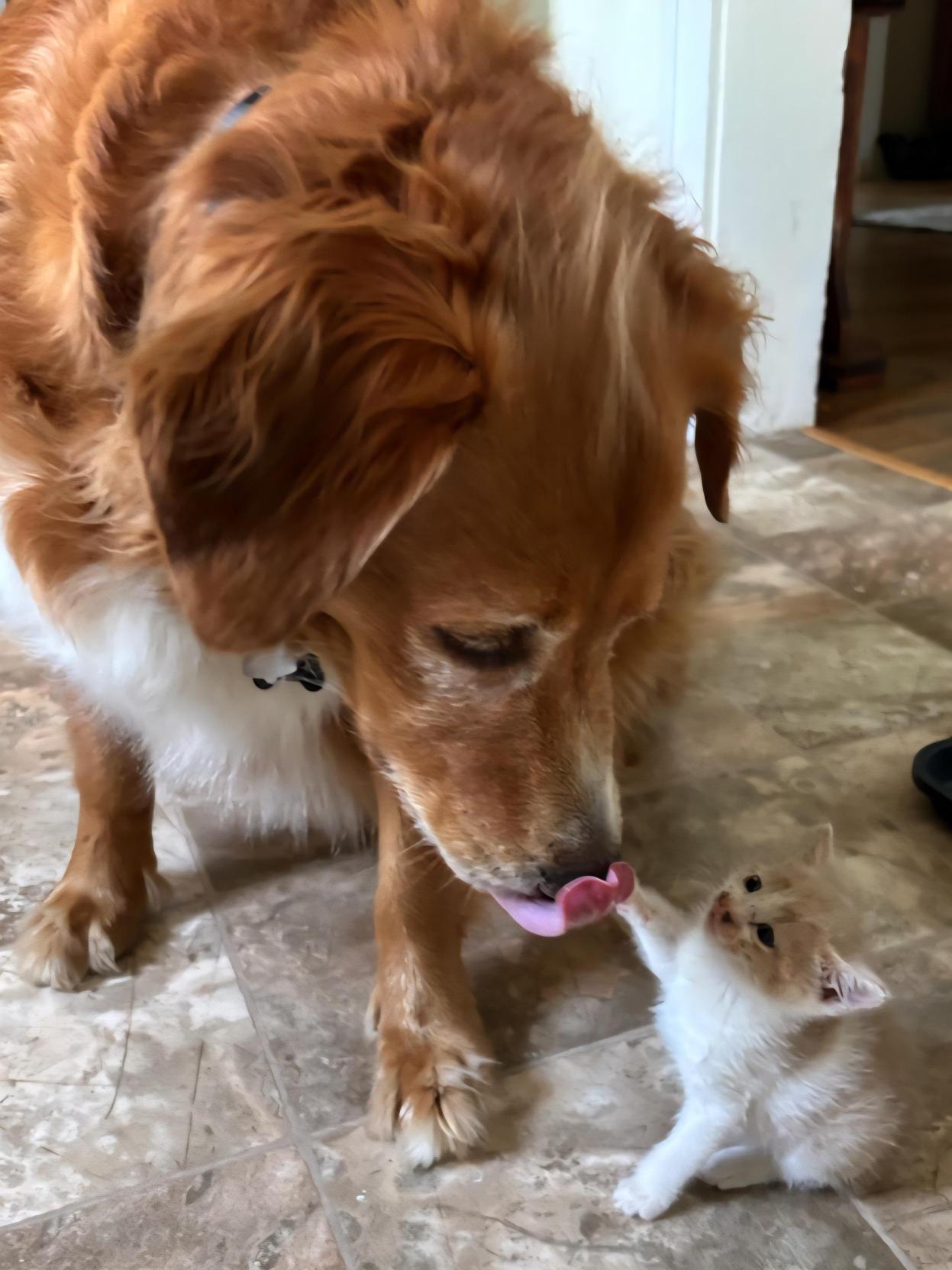 Enlarge Chili Dawg, a Adoptable Domestic Short Hair in Bristol, TN image 3/6