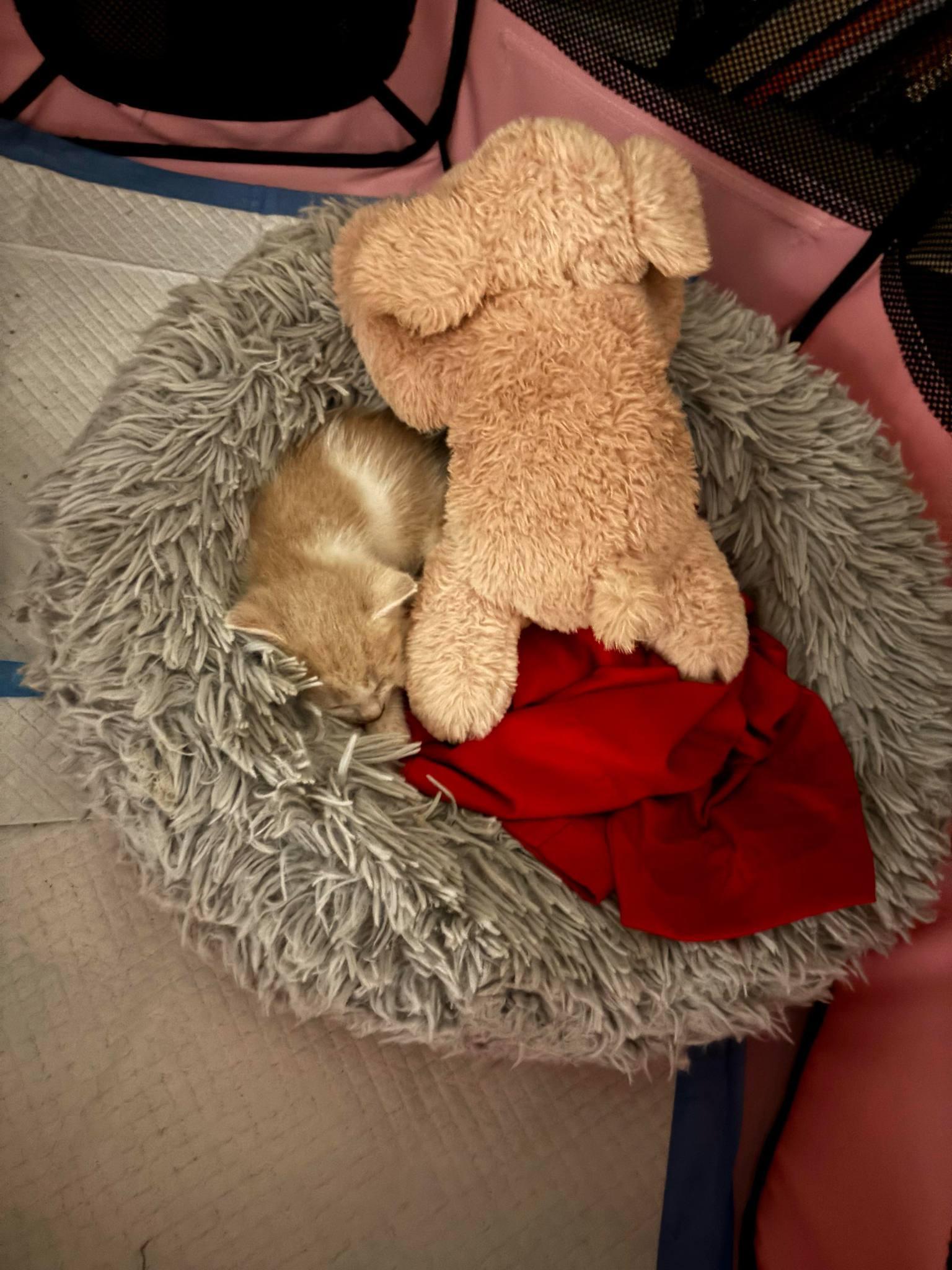 Enlarge Chili Dawg, a Adoptable Domestic Short Hair in Bristol, TN image 4/6