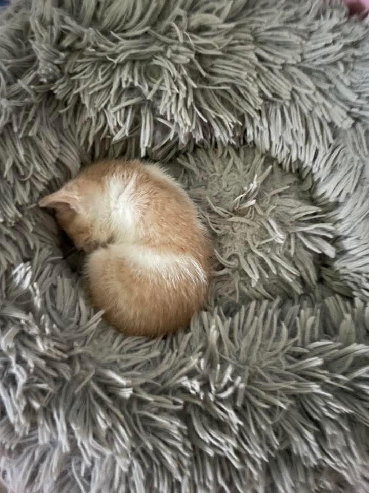 Enlarge Chili Dawg, a Adoptable Domestic Short Hair in Bristol, TN image 5/6