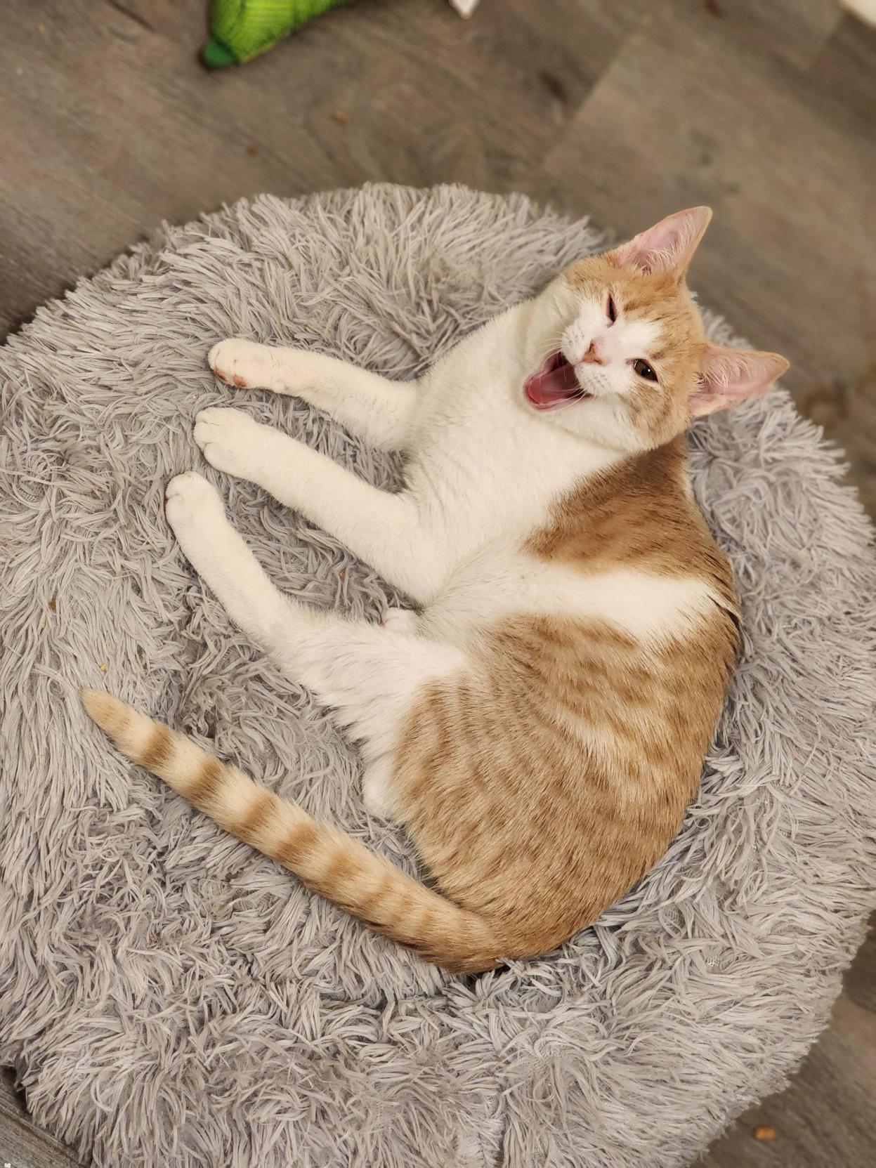 Enlarge Chili Dawg, a Adoptable Domestic Short Hair in Bristol, TN image 2/6