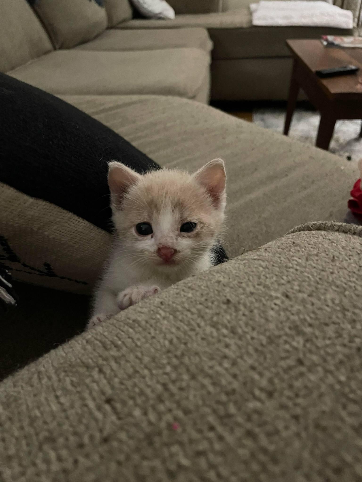 Enlarge Chili Dawg, a Adoptable Domestic Short Hair in Bristol, TN image 6/6