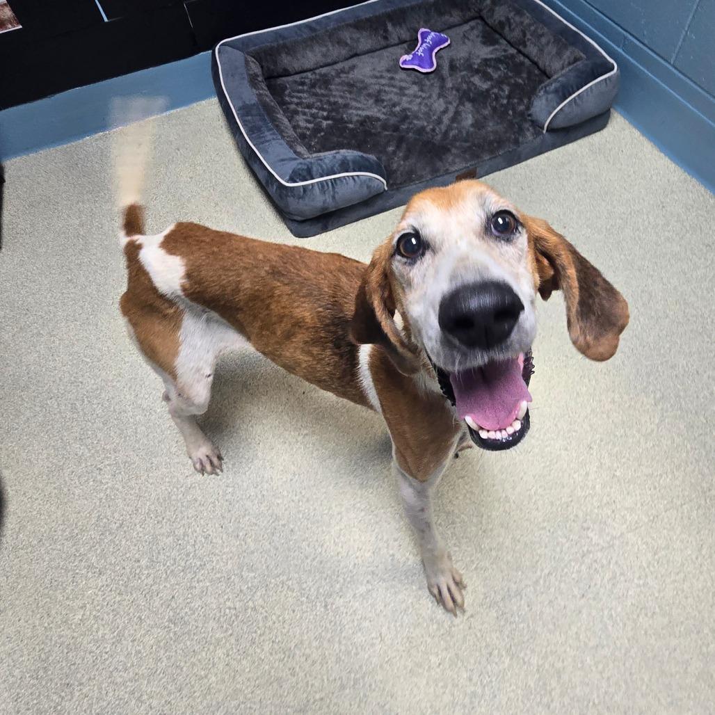 Jessie, Adoptable, Senior Male Hound.