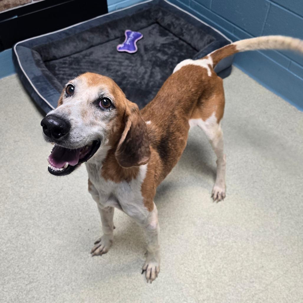Enlarge Jessie, a Adoptable Hound in Windsor, VA image 2/4