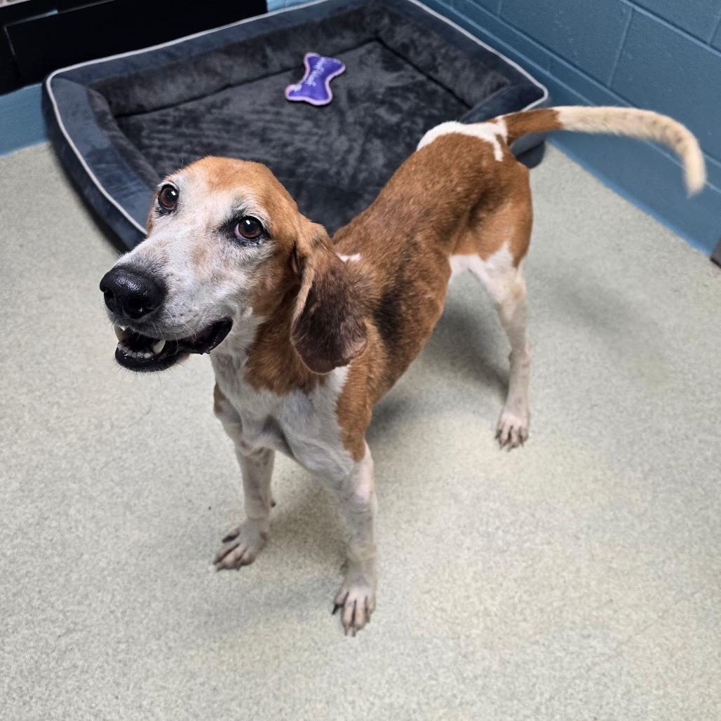 Enlarge Jessie, a Adoptable Hound in Windsor, VA image 3/4