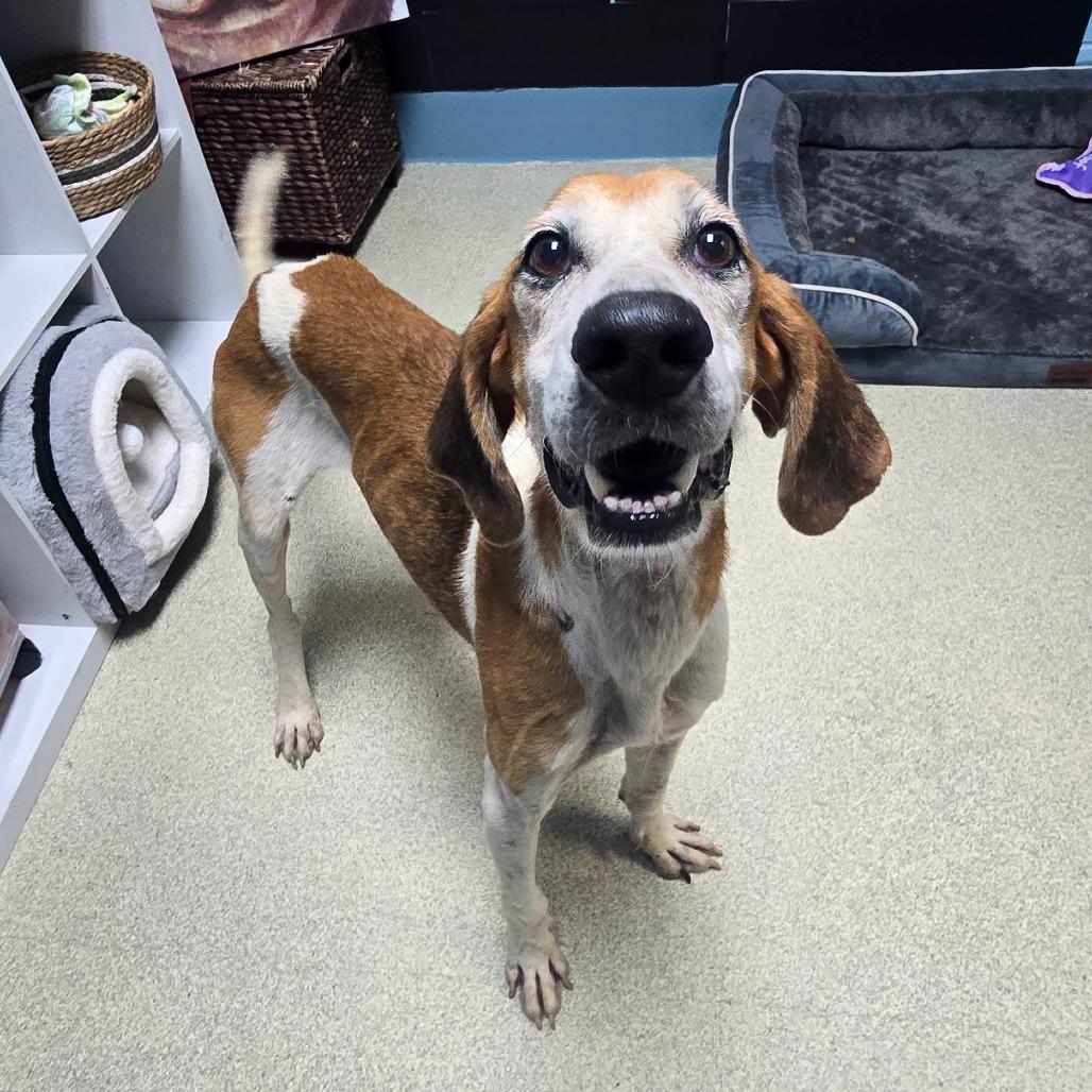 Enlarge Jessie, a Adoptable Hound in Windsor, VA image 4/4
