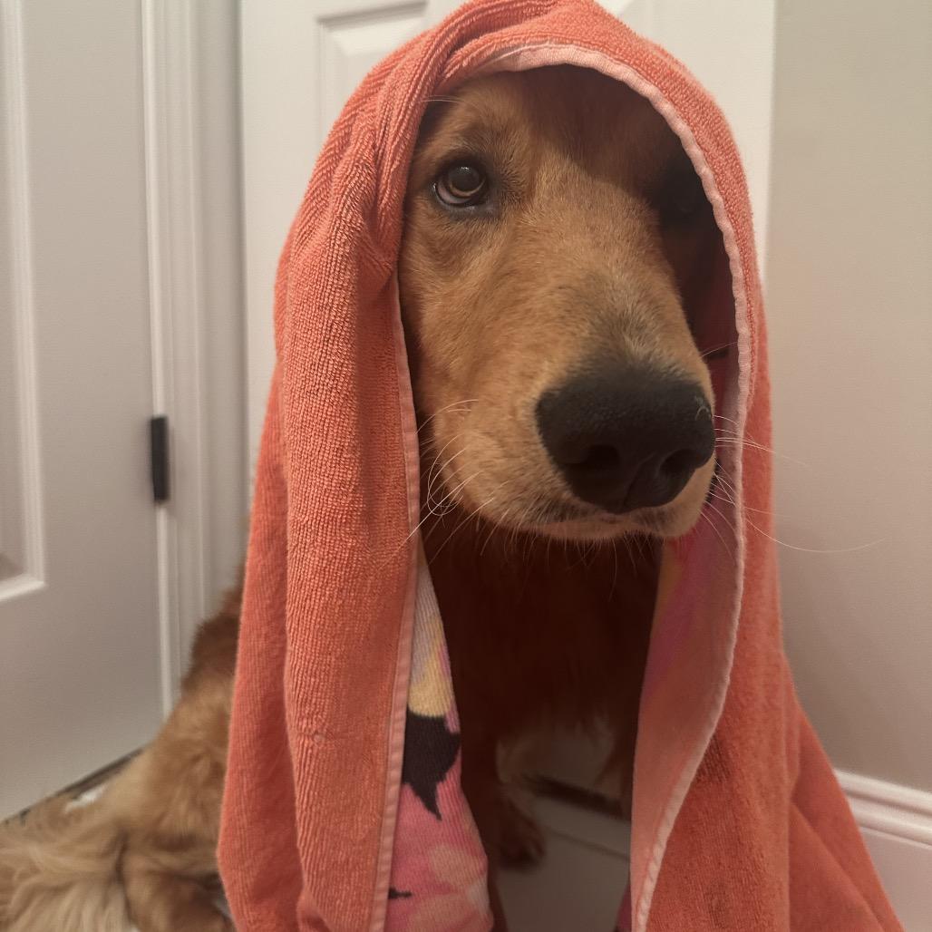 Enlarge Luke Danes, an adopted Golden Retriever in Chicago, IL image 3/4