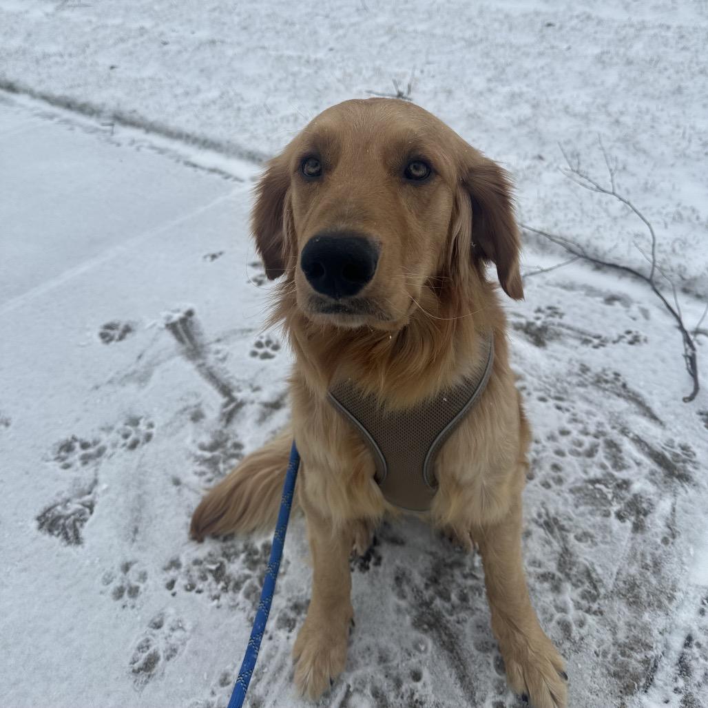 Enlarge Luke Danes, an adopted Golden Retriever in Chicago, IL image 4/4