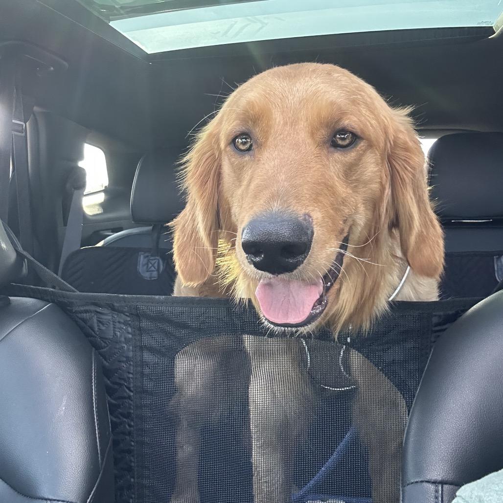 Luke Danes, adopted, Adult Male Golden Retriever.